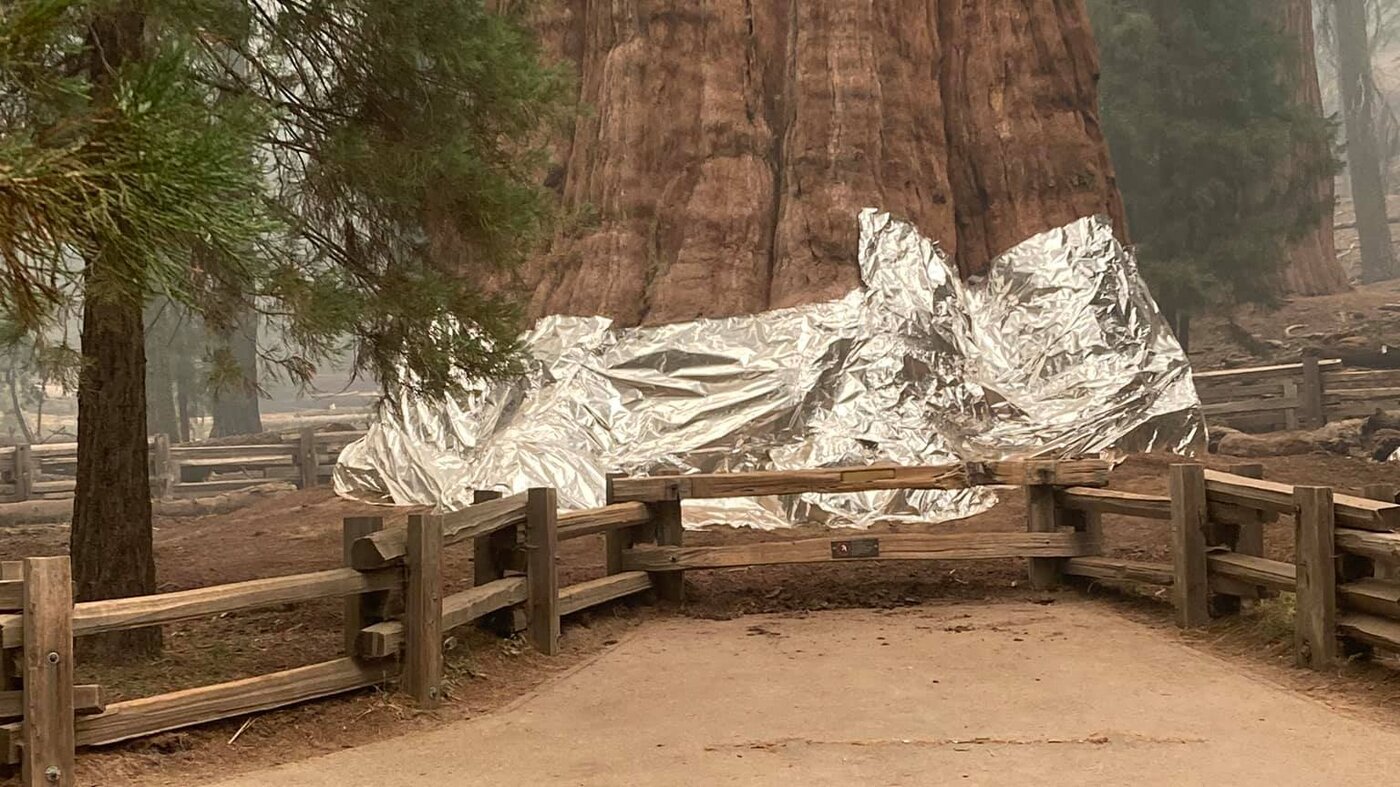 Base of a giant sequoia wrapped in reflective aluminum fire blanket